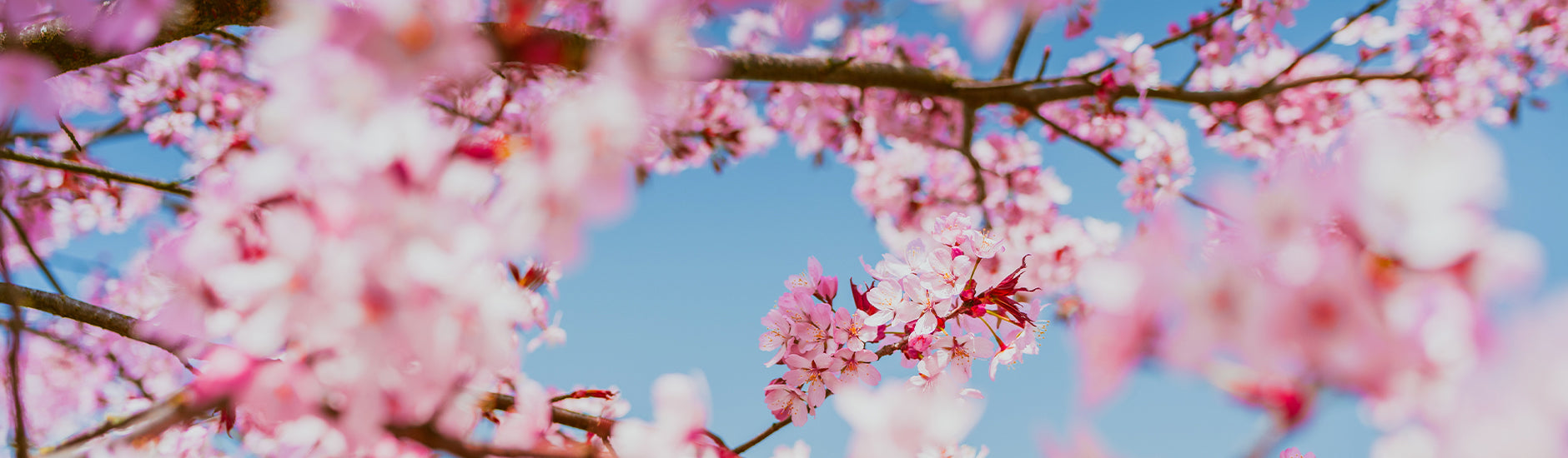 Sakura Fever