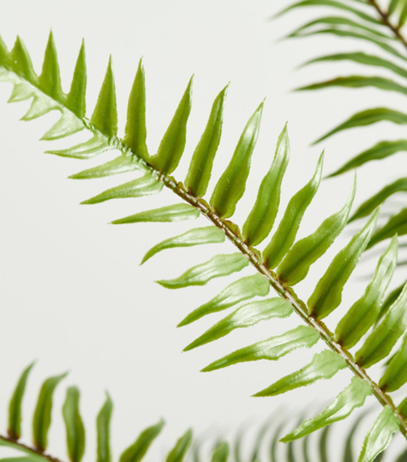Faux Potted Wild Fern