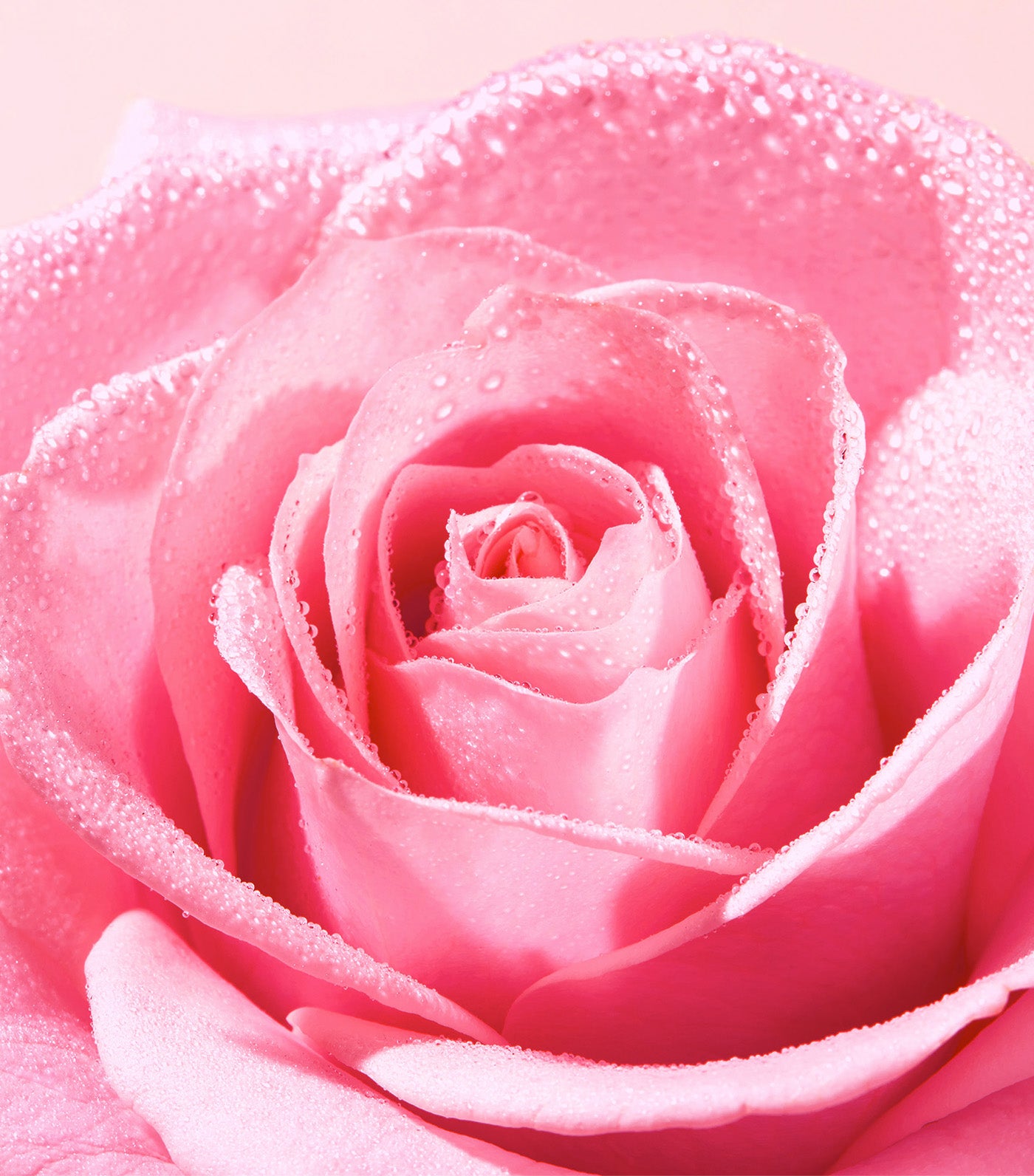 Very Rose Radiance Face Scrub