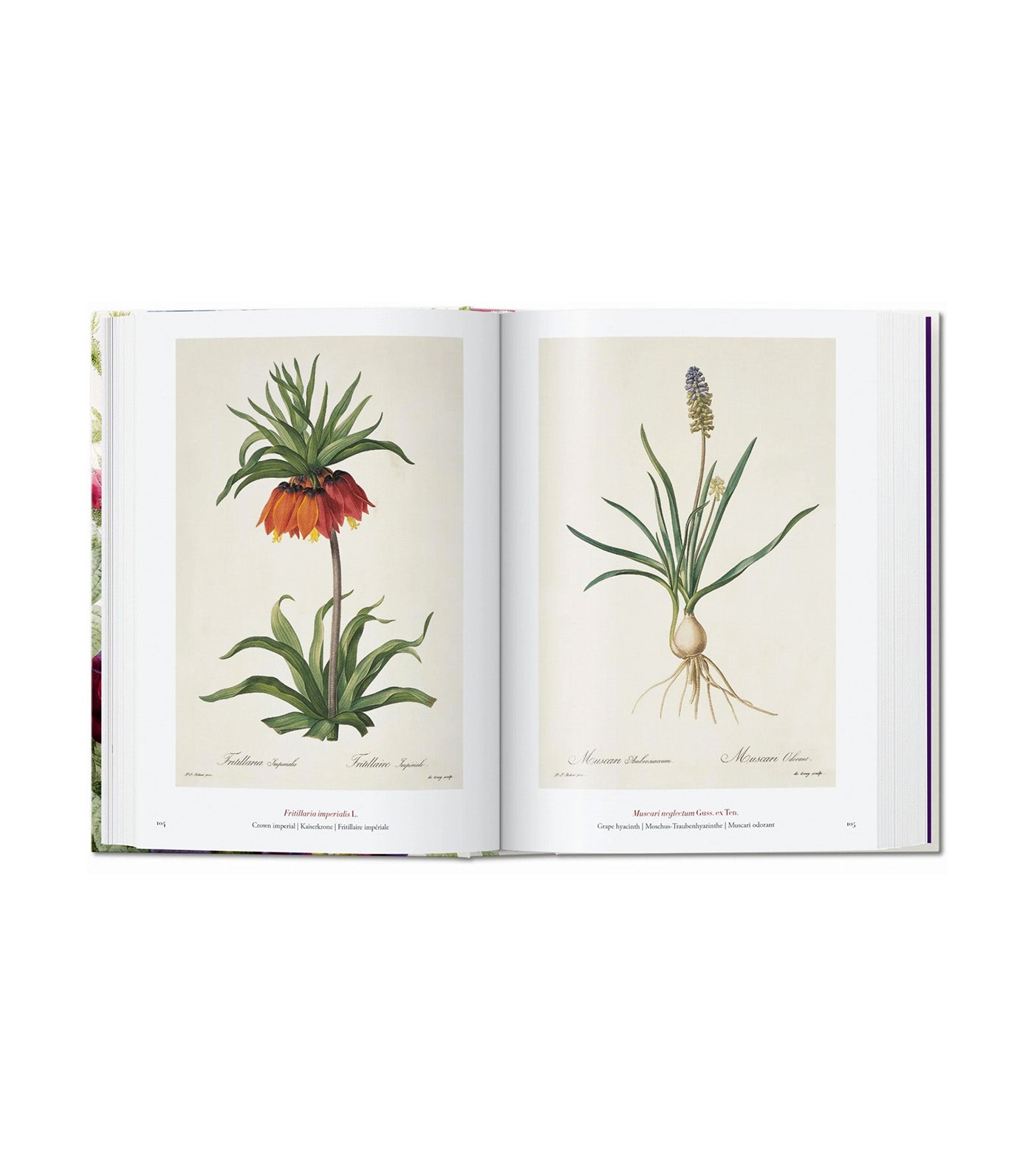 Redouté The Book of Flowers 40th Ed.
