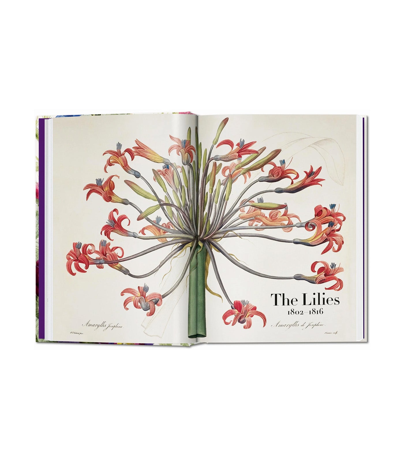 Redouté The Book of Flowers 40th Ed.