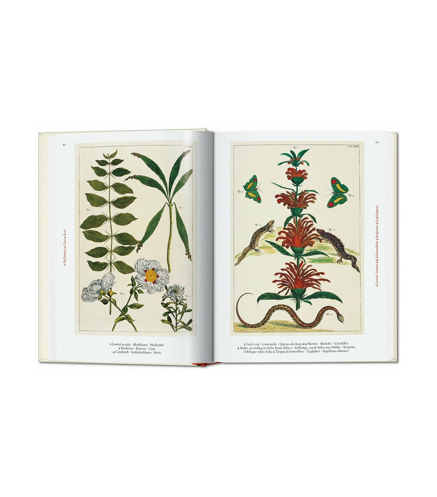 Seba Cabinet of Natural Curiosities 40th Ed.