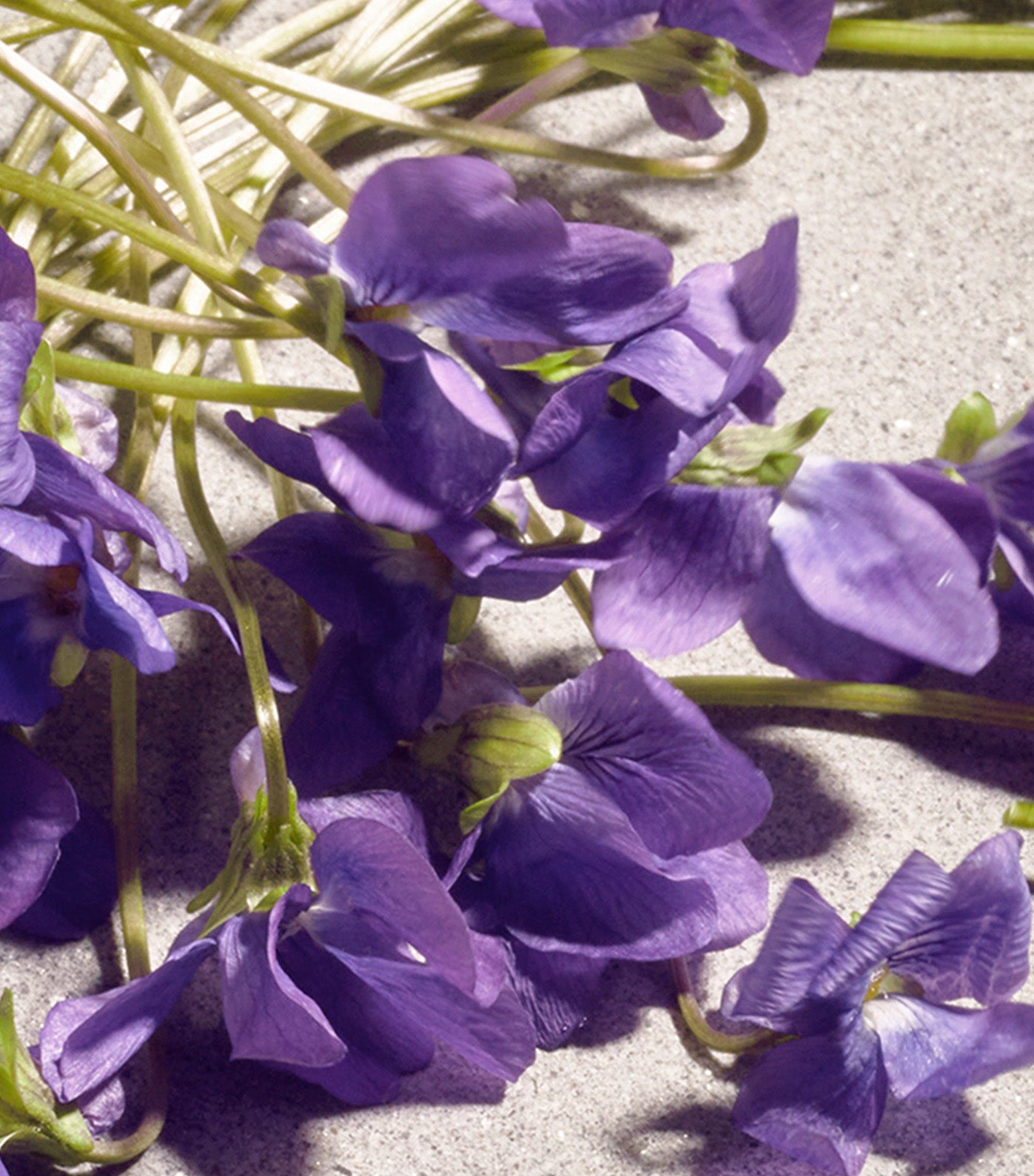 Dolce Violet Eau de Toilette