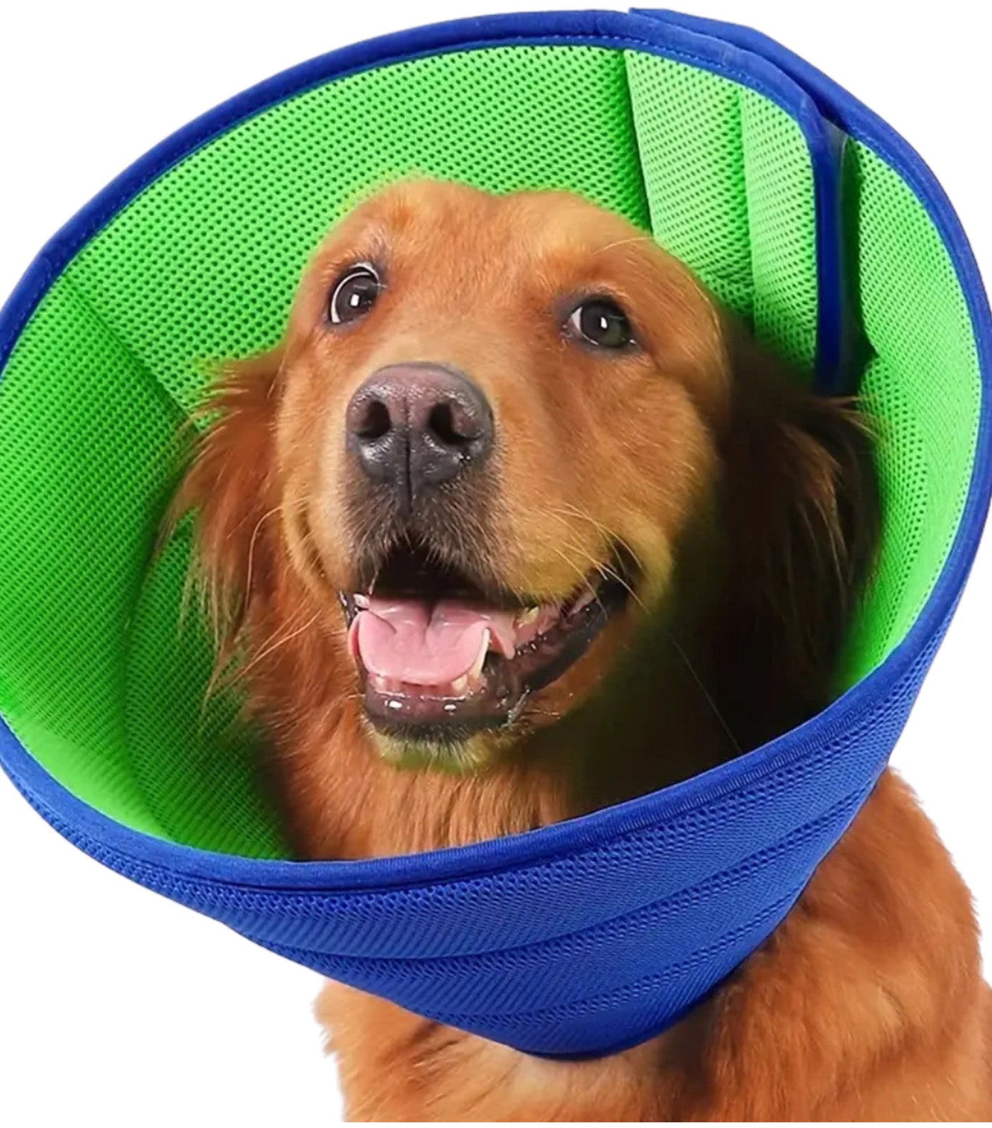 Dog Cone