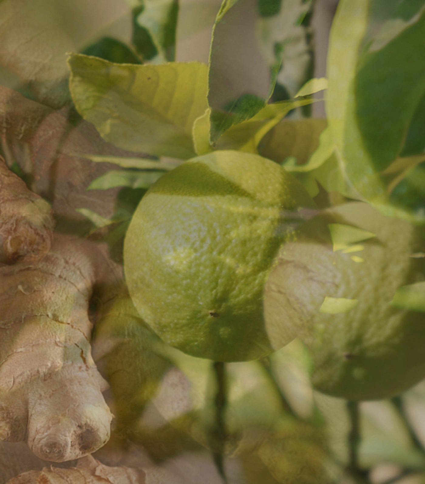 Candle Pearl Ginger Lime