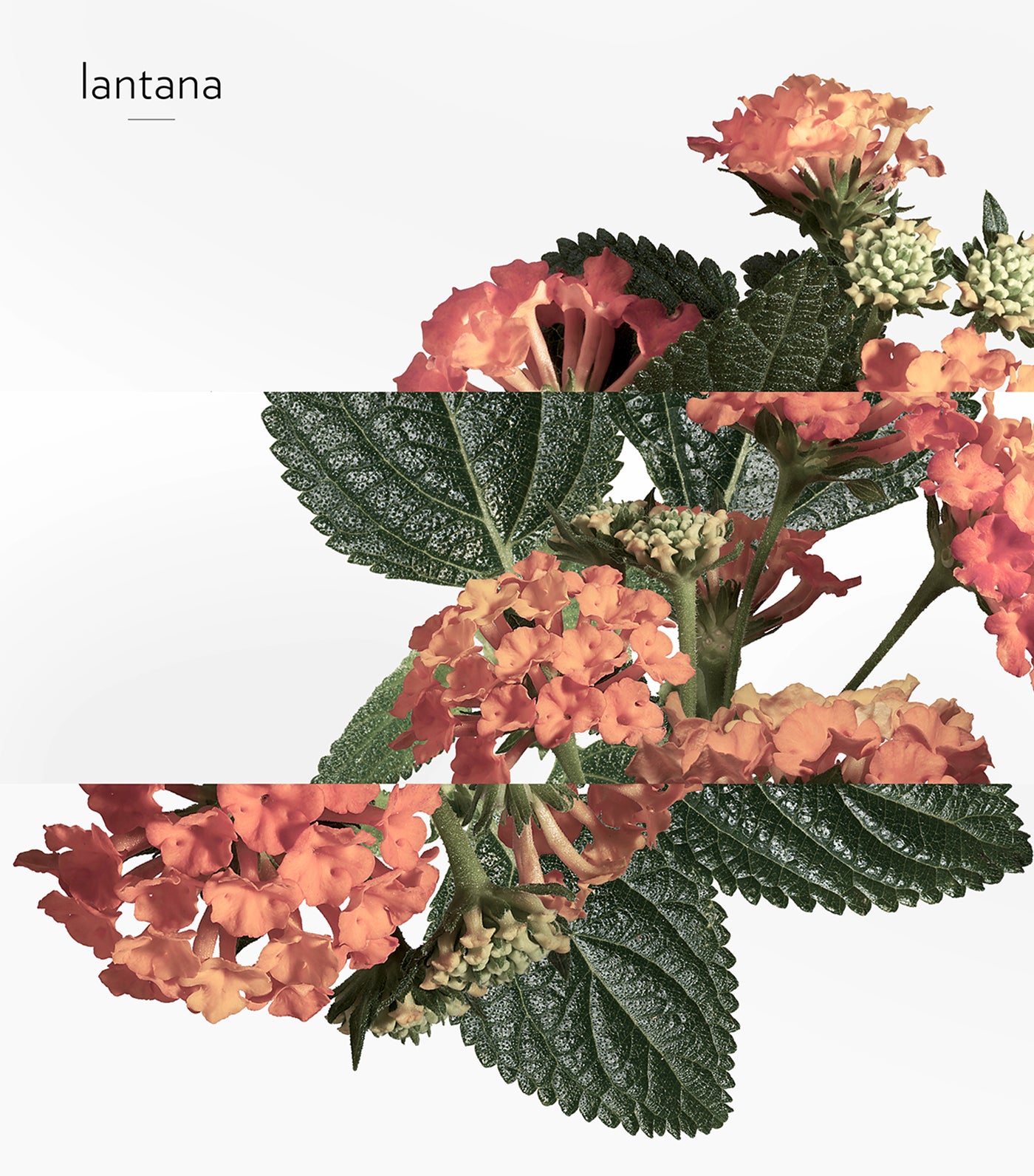 Eau de rhubarbe écarlate, Perfumed soap, 100g