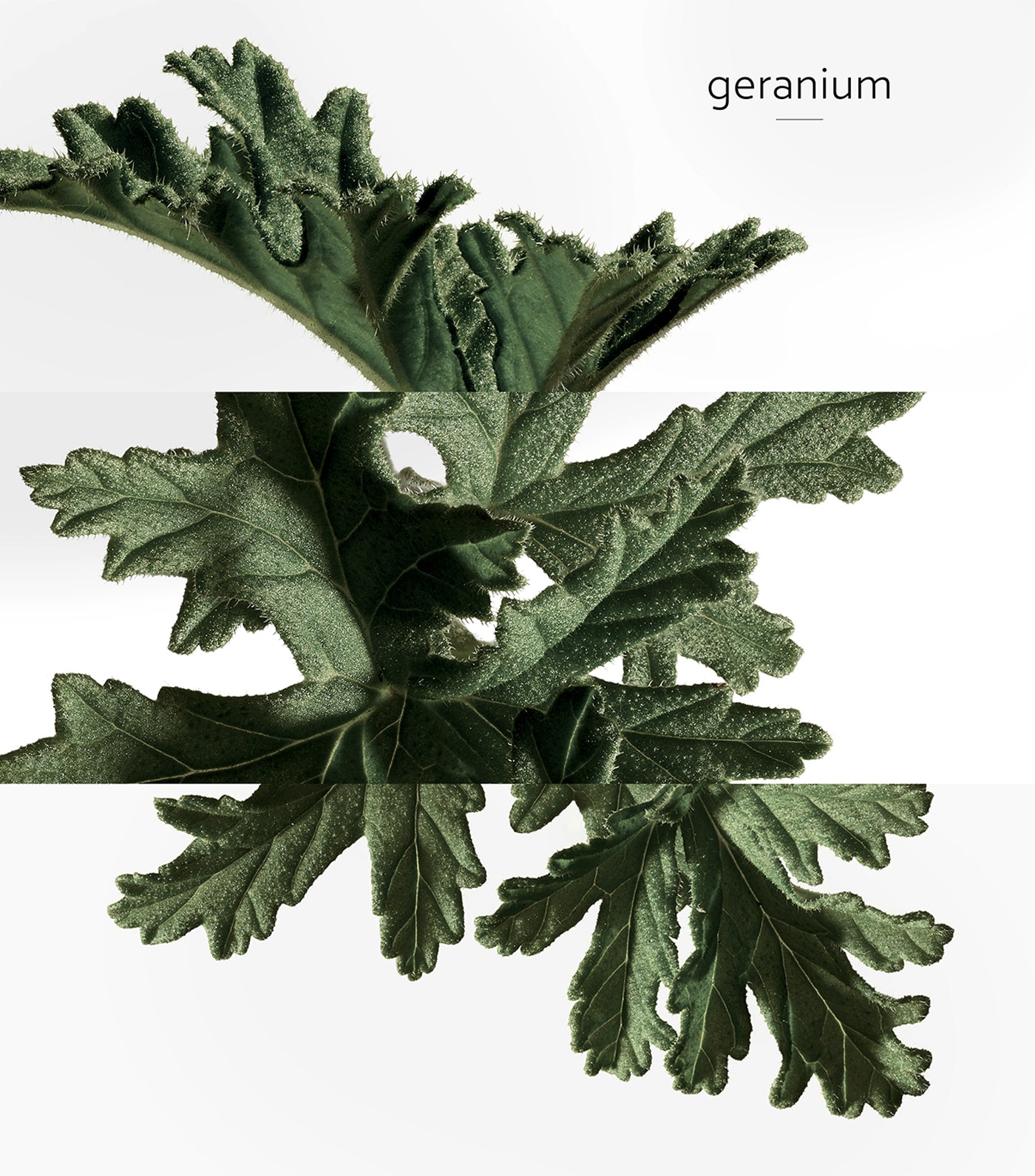 Eau de Basilic Pourpre Eau de Cologne 100ml