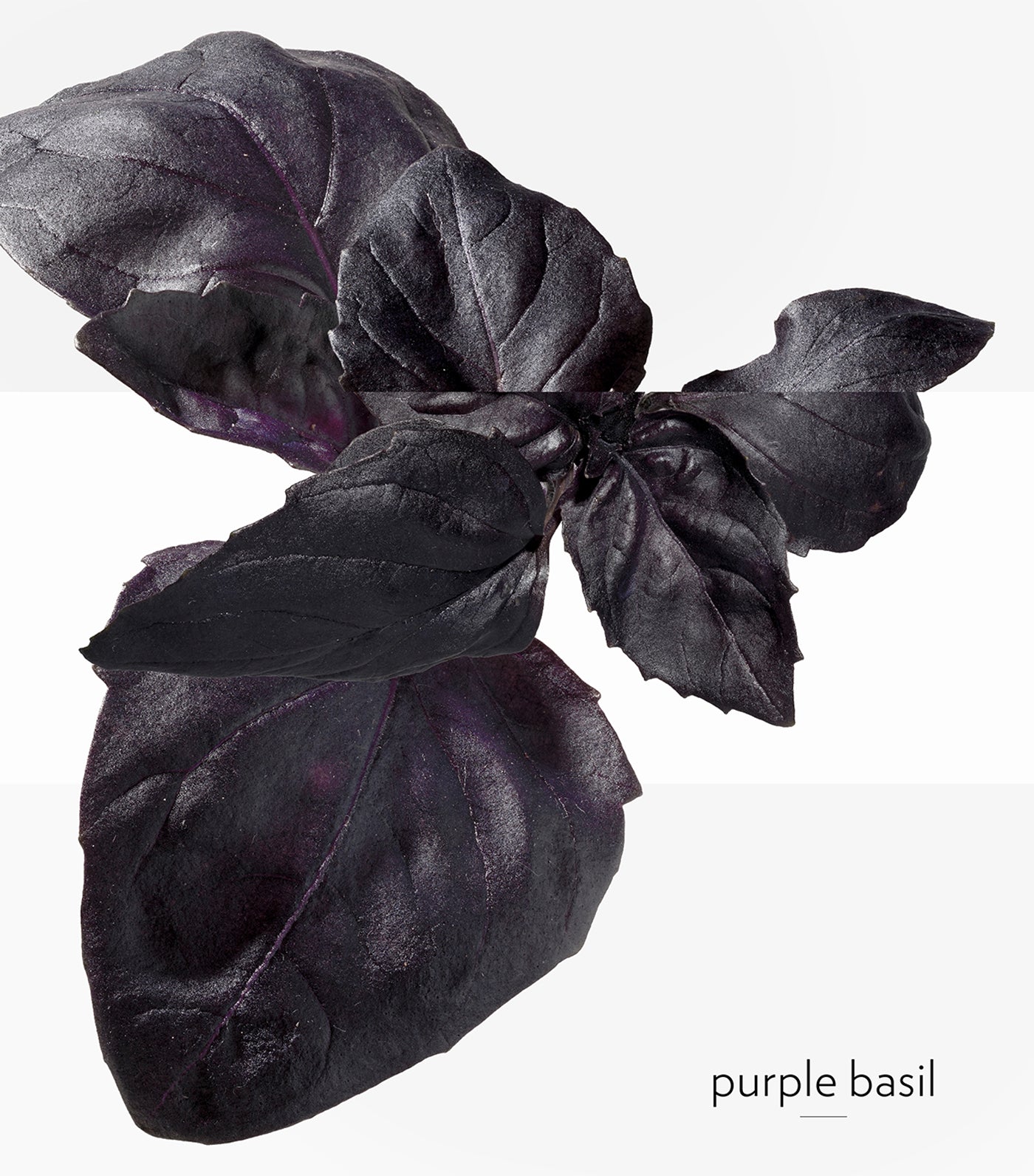 Eau de Basilic Pourpre Eau de Cologne 100ml