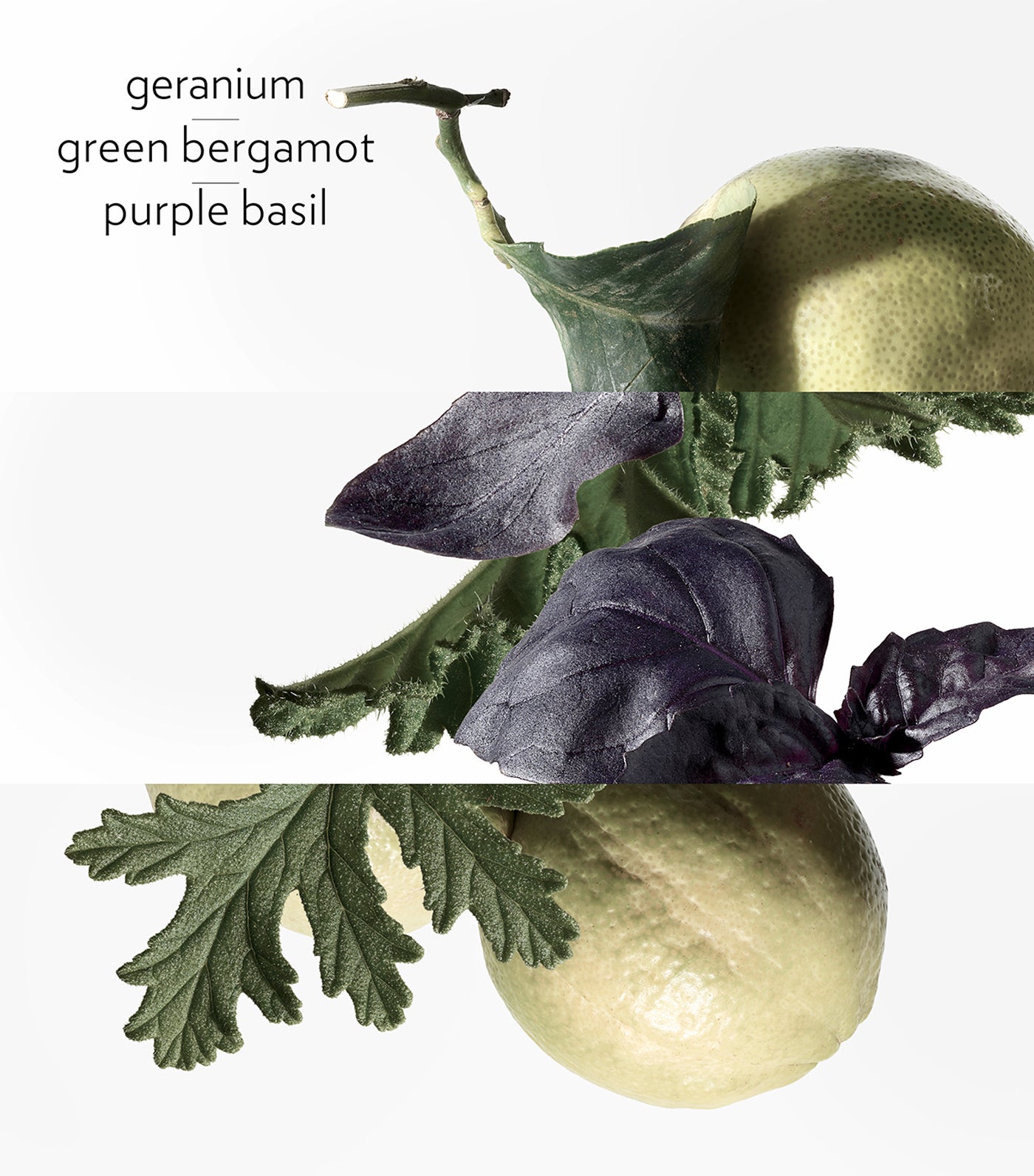 Eau de Basilic Pourpre Eau de Cologne 100ml