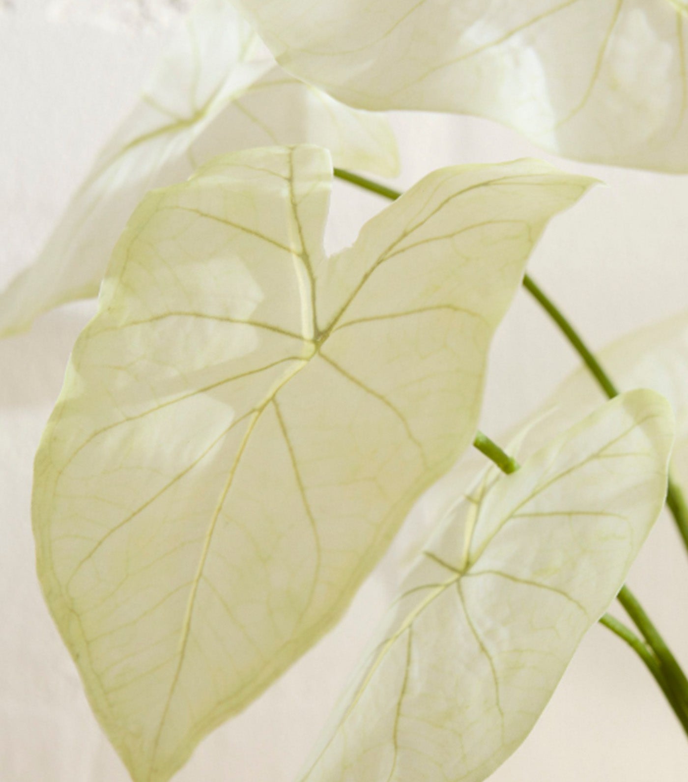 Faux Potted Dasheen Leaf Plant Green