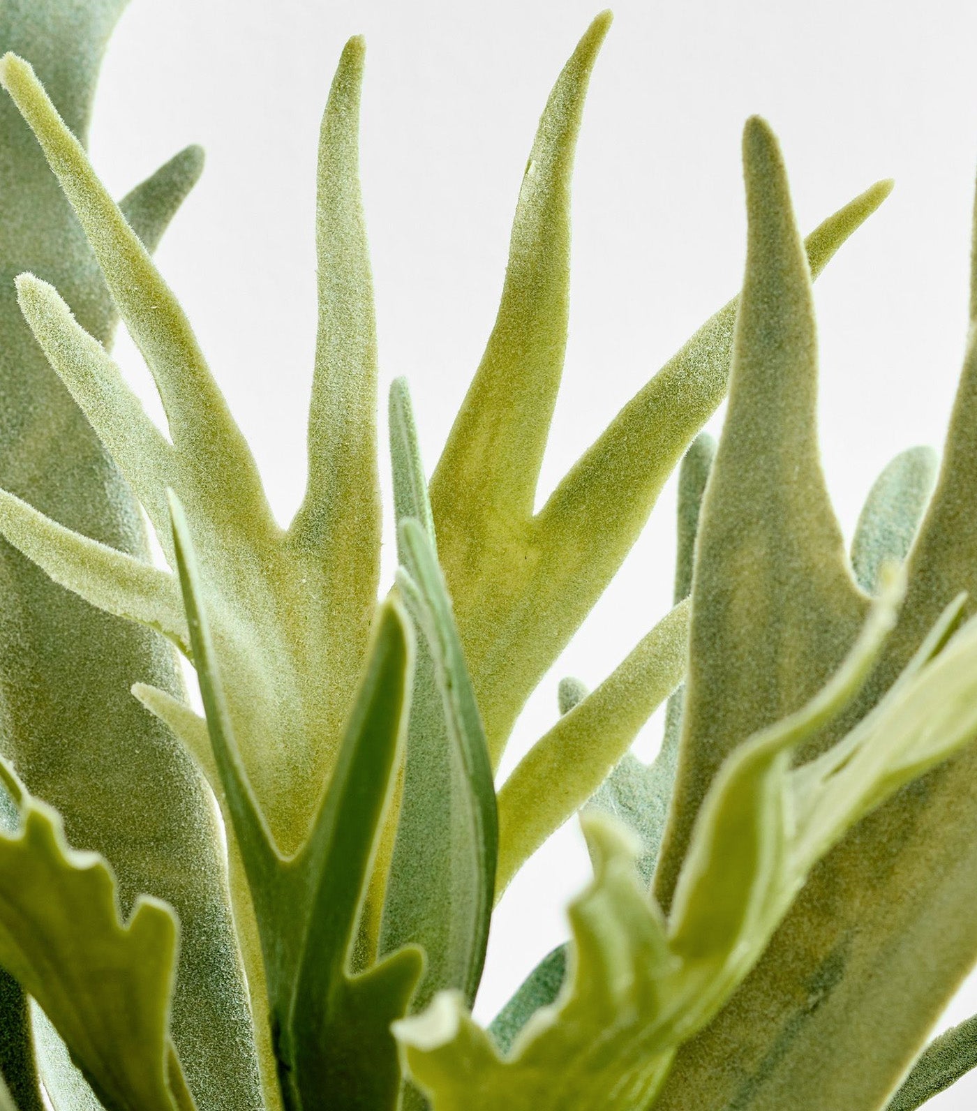 Faux Potted Staghorn Fern Green