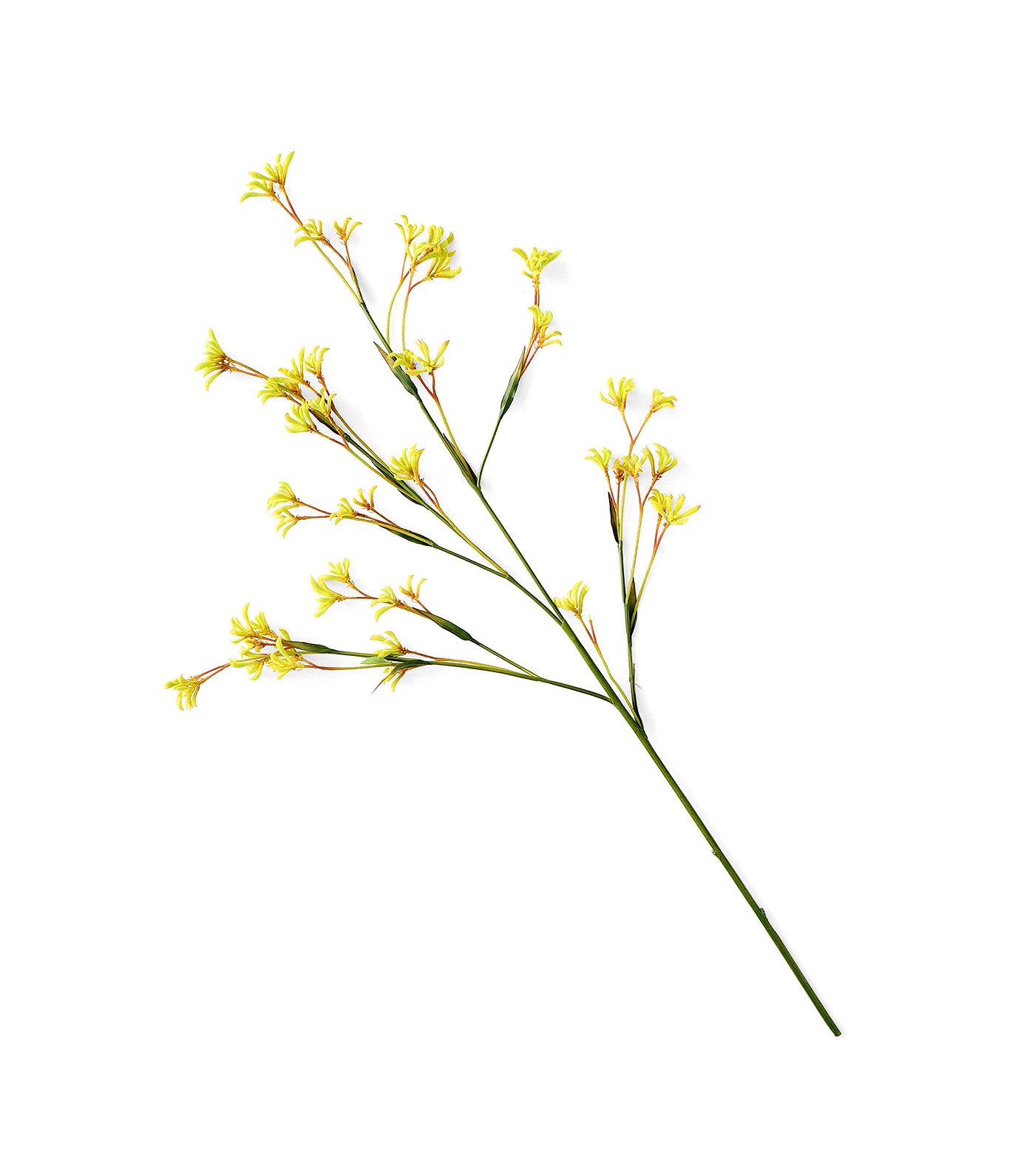 Faux Kangaroo Paw Branch