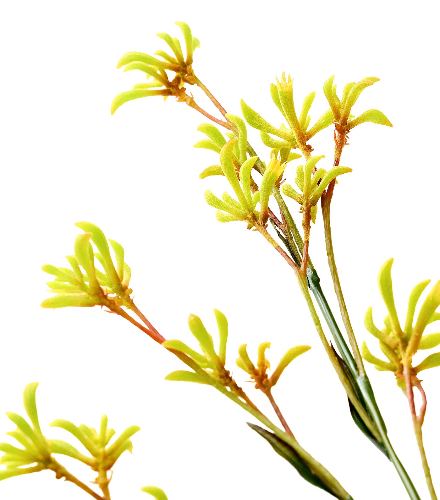 Faux Kangaroo Paw Branch