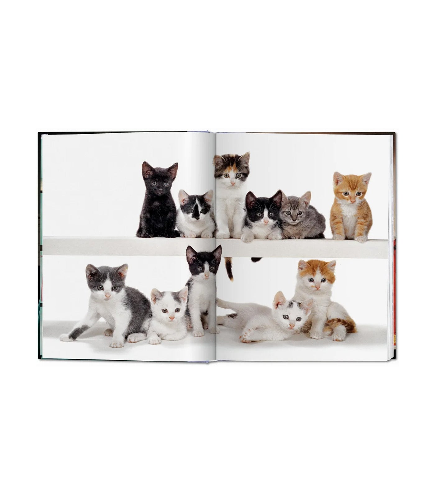 Walter Chandoha. Cats. Photographs 1942-2018