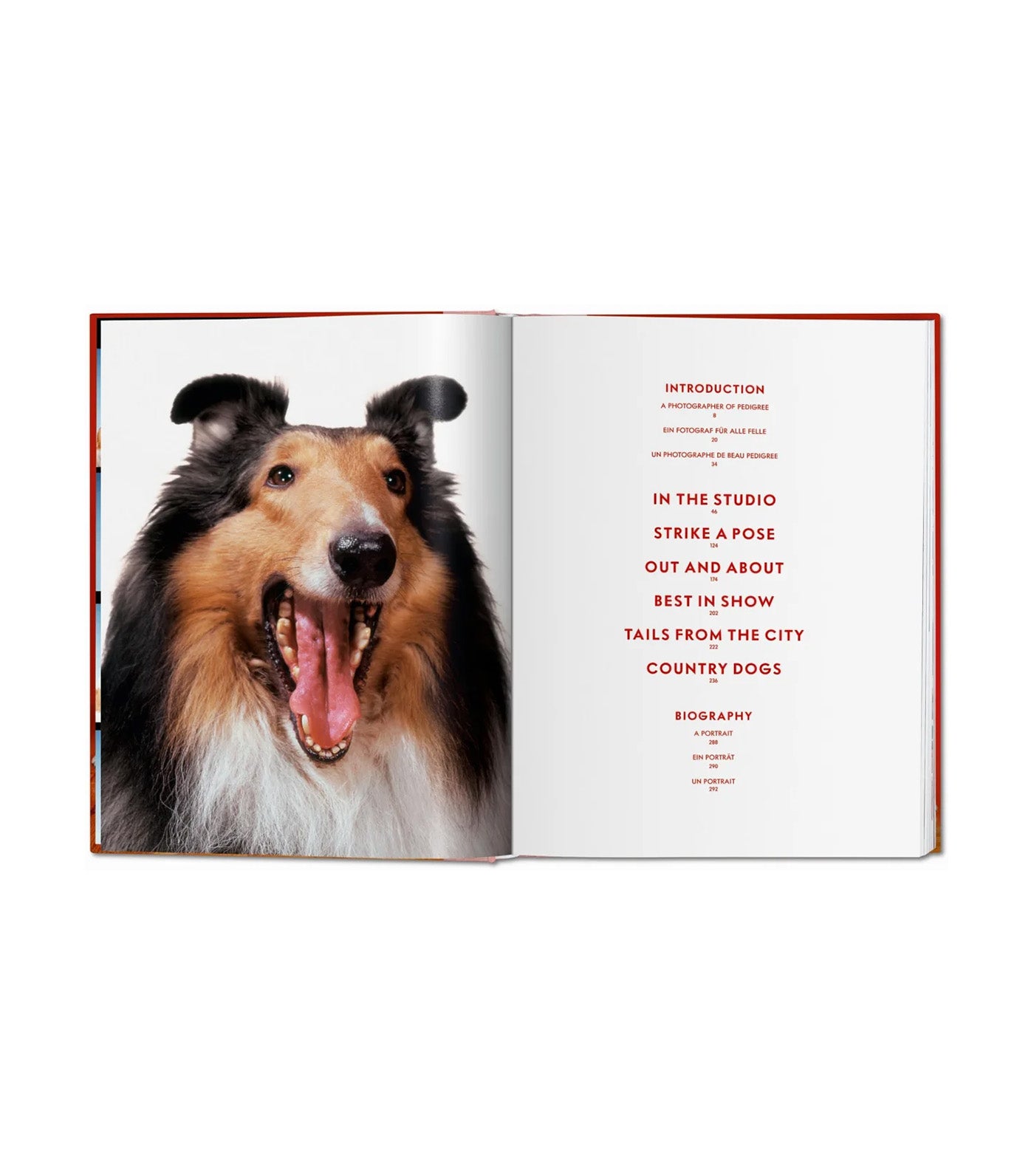 Walter Chandoha. Dogs. Photographs 1941-1991