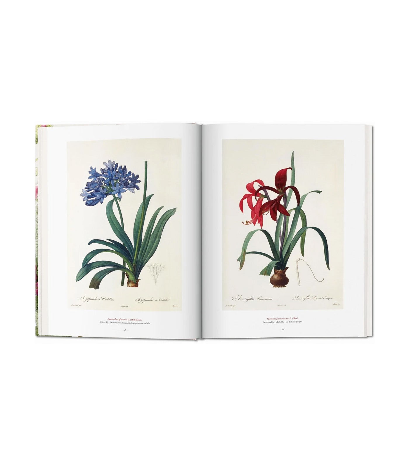 Redouté. The Book Of Flowers