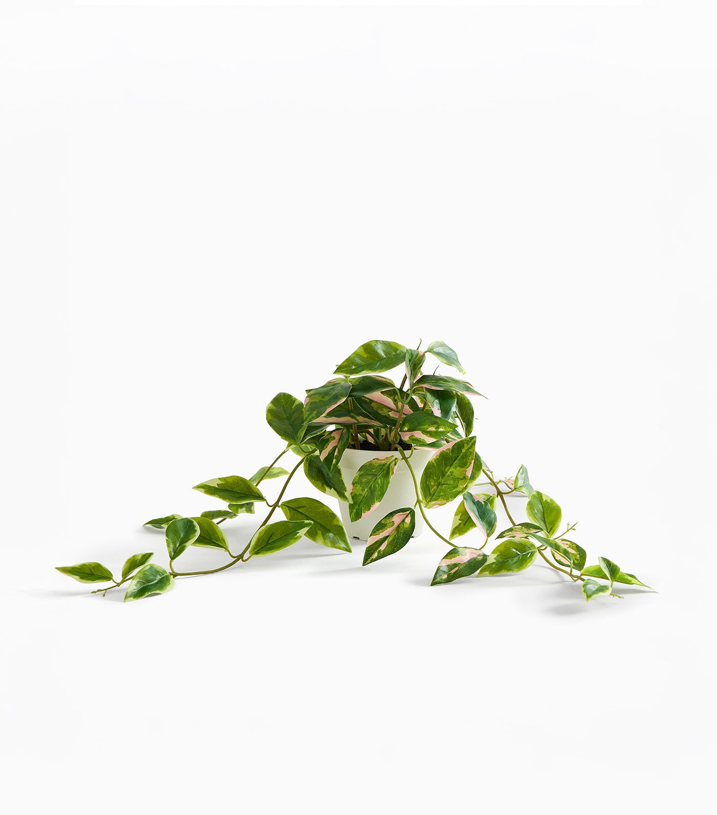 Faux Potted Hoya Plant
