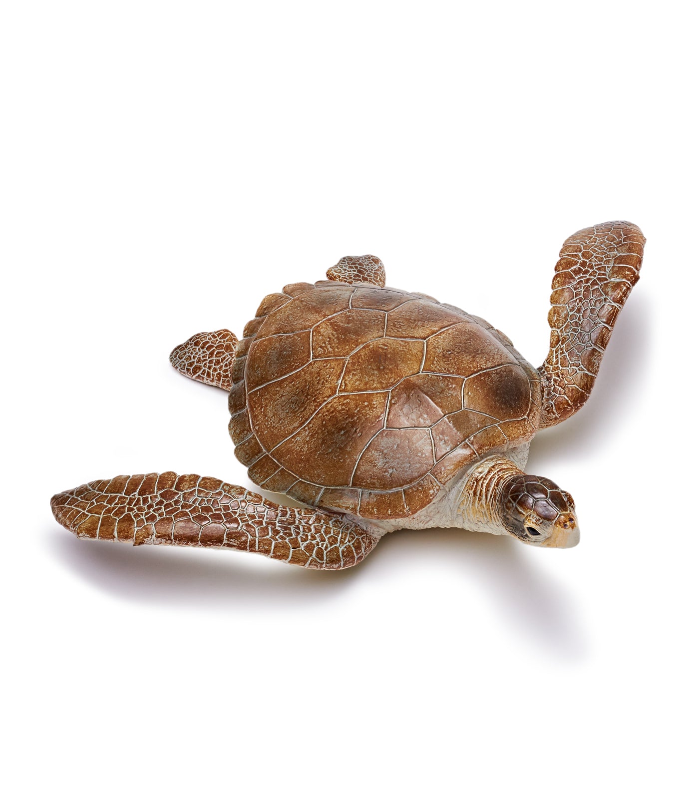 recur caretta caretta