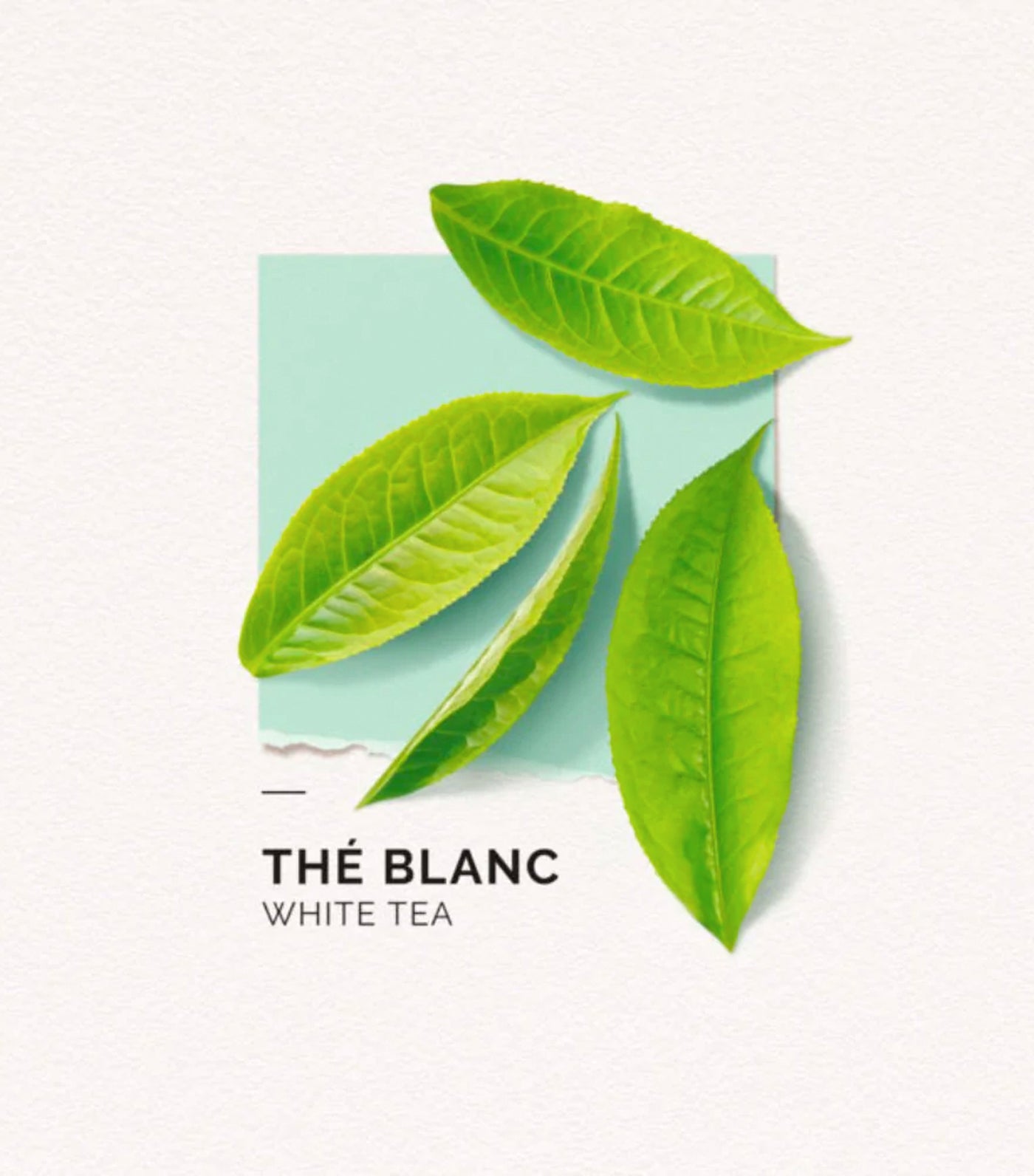 Free The Blanc (White Tea) Eau de Parfum Mini Vial